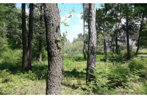 wołomiński, Wołomin, Zagościniec, Szkolna, Piękna działka w Zagościńcu 2444 m2